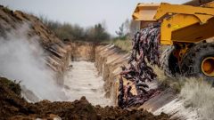 17 milyon vizon itlaf edilmişti! Şimdi de mezardan çıkarıp yakacaklar