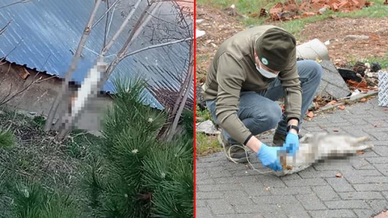 Eskişehir’de kedi vahşeti! Ağaca asılı halde bulundu