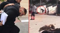 Köpeği kürekle vura vura öldüren caniden korkunç savunma!