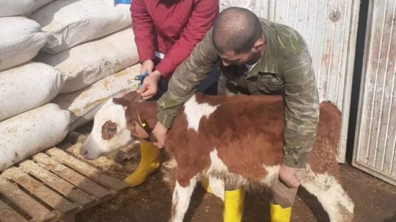 Siirt’te şap hastalığı nedeniyle hayvan giriş ve çıkışı yasaklandı