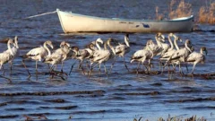 Manyas Gölü’ndeki toplu ölümlerin ardından inceleme başlatıldı