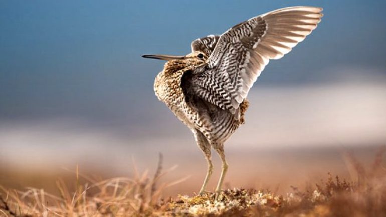 Aralıksız 11 gün uçan kuş dünya rekoru kırdı