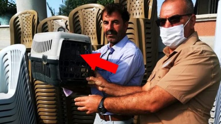 Vampir yarasa Mersin’de görüldü