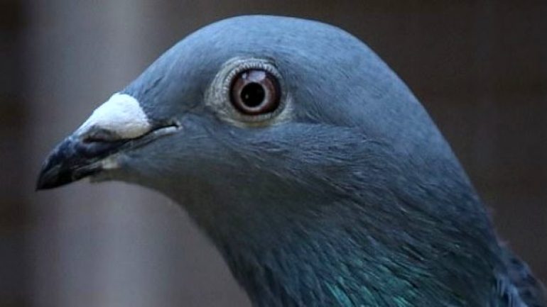 14 milyon TL’ye satılan güvercinin tek bir özelliği var