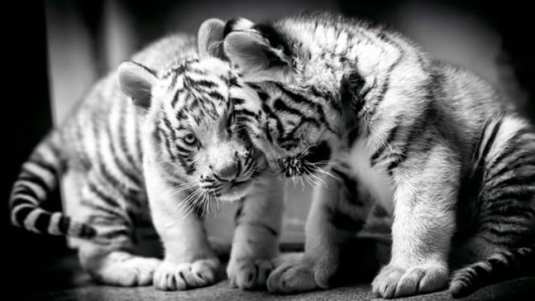 Beyaz kaplan yavruları koronavirüs nedeniyle öldü