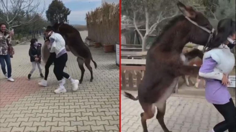 Zeynep Öztürk, sıpanın saldırısına uğradı