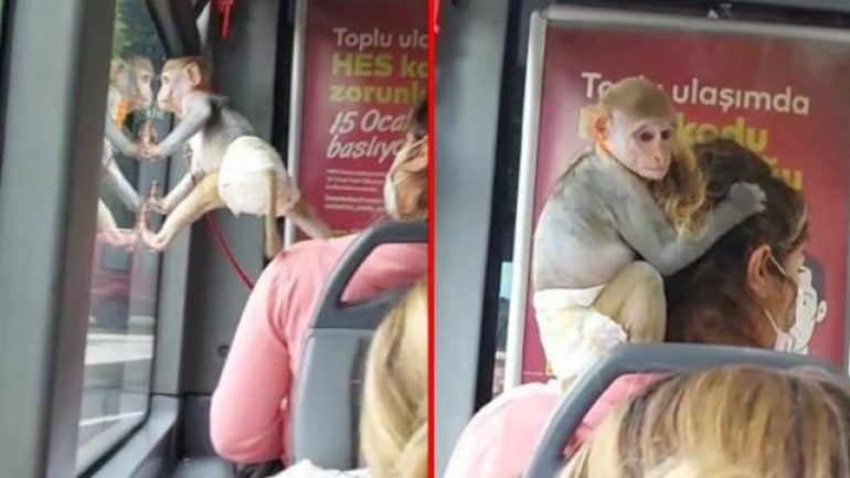 İETT otobüsünün sevimli yolcusu