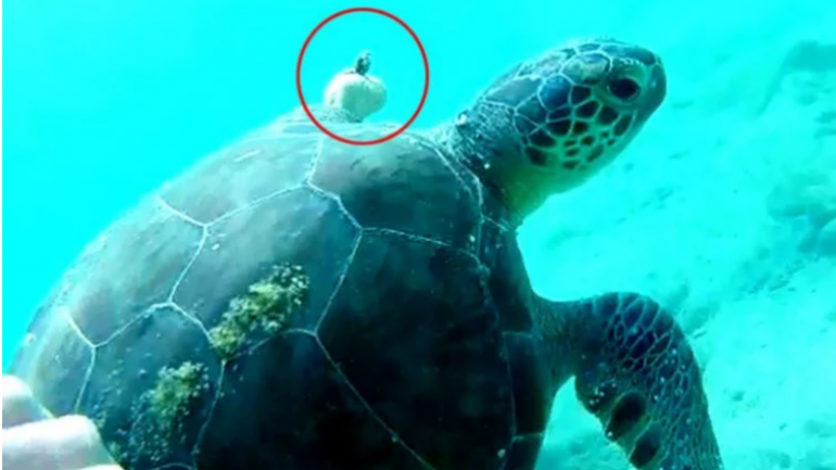 ‘Hayalet ağa’ dolanıp, yüzgeci kopan caretta carettayı kurtardı