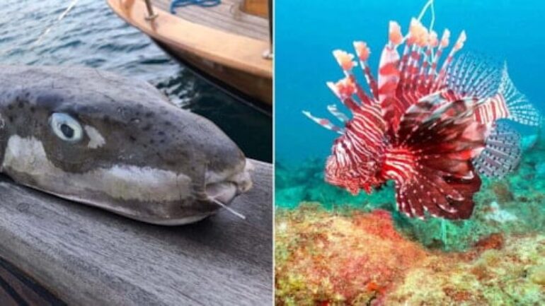 Ege’ye yeni istilacı geliyor