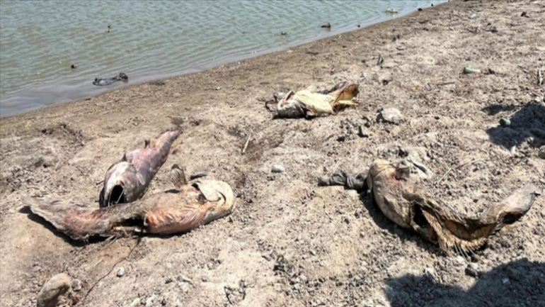 Tekirdağ’da su seviyesi düştü: Balıklar öldü