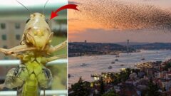 Sürüler halinde Türkiye’ye geliyorlar! İstanbul’dan sonra o ili de sardılar