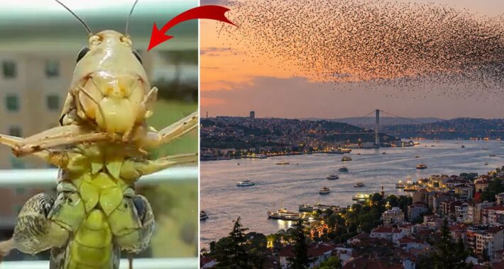 Sürüler halinde Türkiye’ye geliyorlar! İstanbul’dan sonra o ili de sardılar