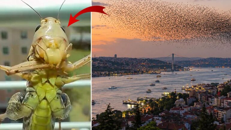 Sürüler halinde Türkiye’ye geliyorlar! İstanbul’dan sonra o ili de sardılar